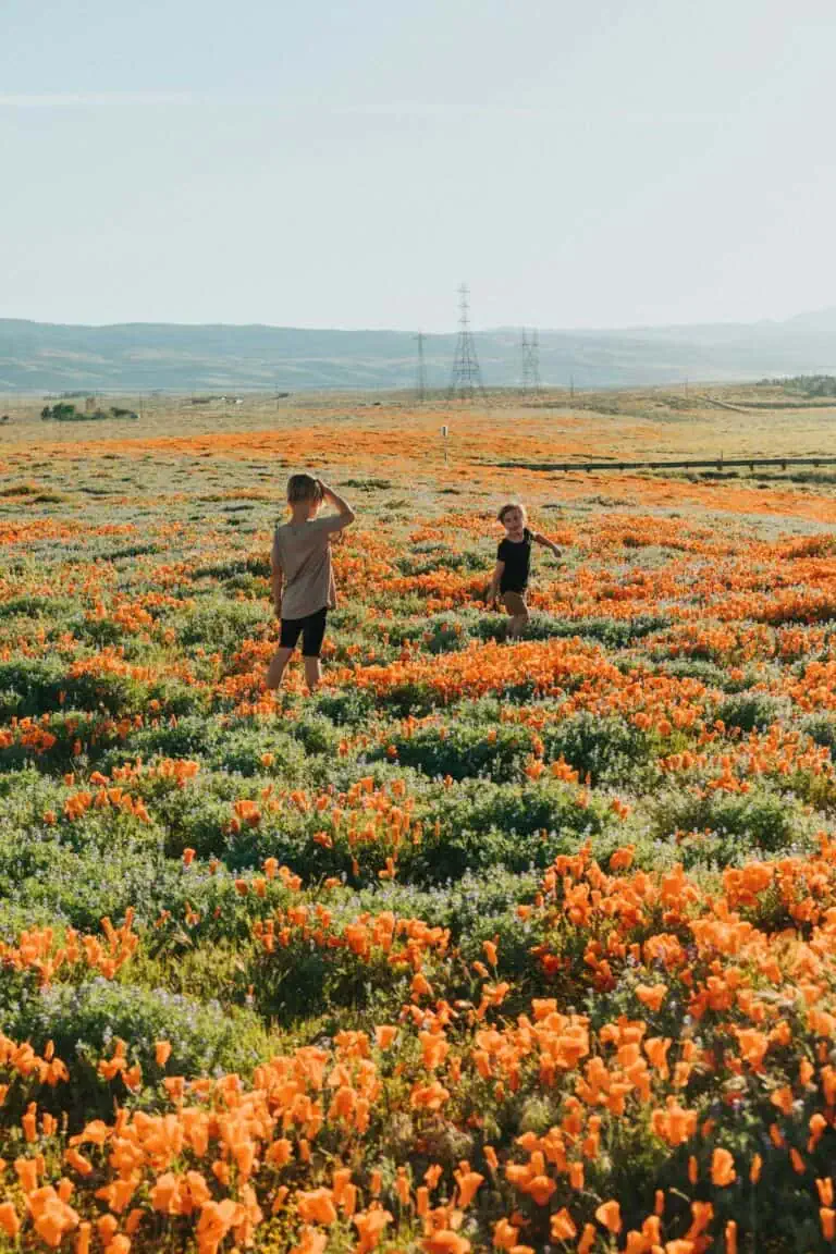 Guide to Visiting the Antelope Valley California Poppy Reserve - Day Trip from Los Angeles
