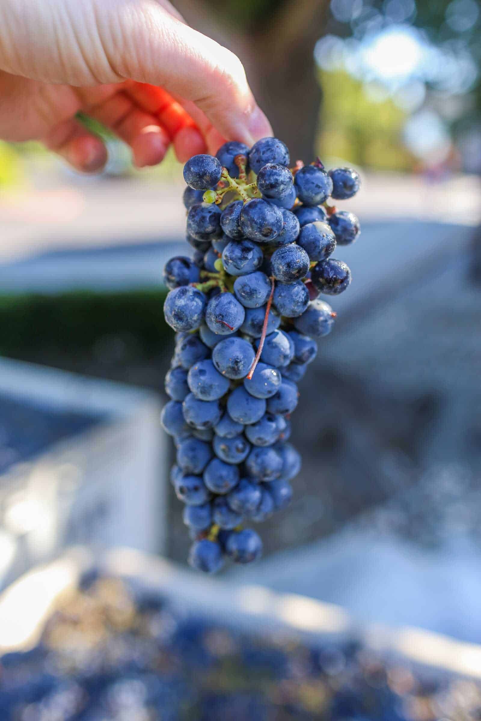 Bunch of ripe California grapes ready for harvest in a vineyard.