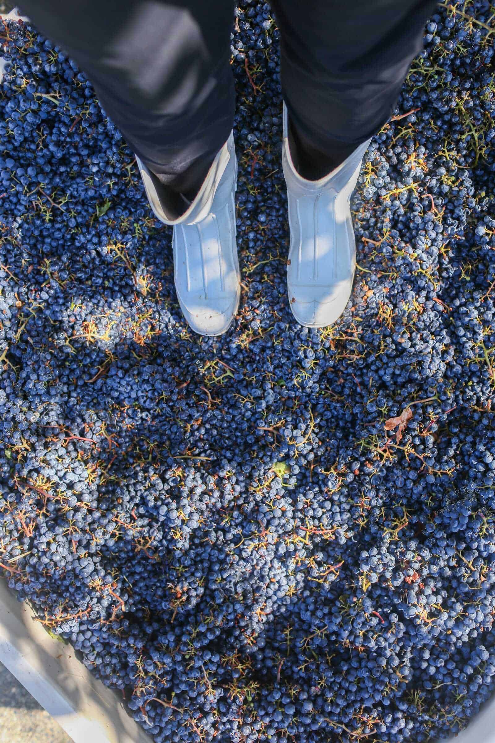 Fresh black grapes in vineyard, winery harvest, vineyard harvest day, California agriculture, premium grapes for winemaking.