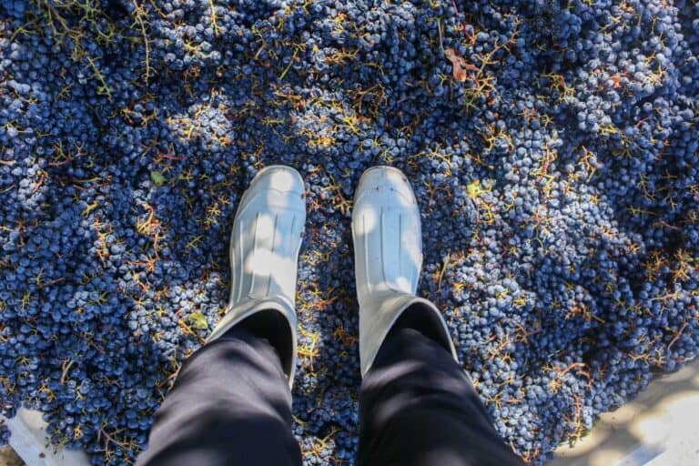 Vineyard harvest in California with person in white rain boots among blue grapes.