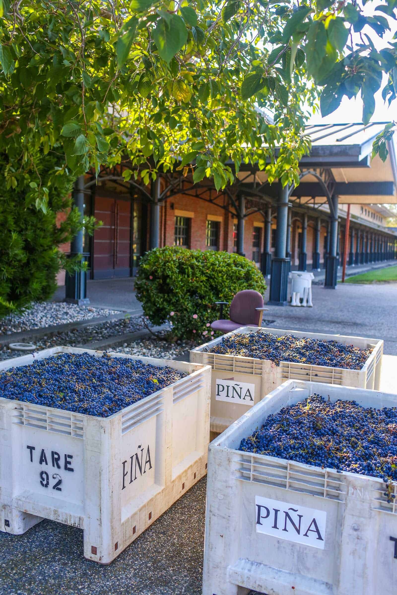 Crates of freshly harvested grapes outside a winery in California.