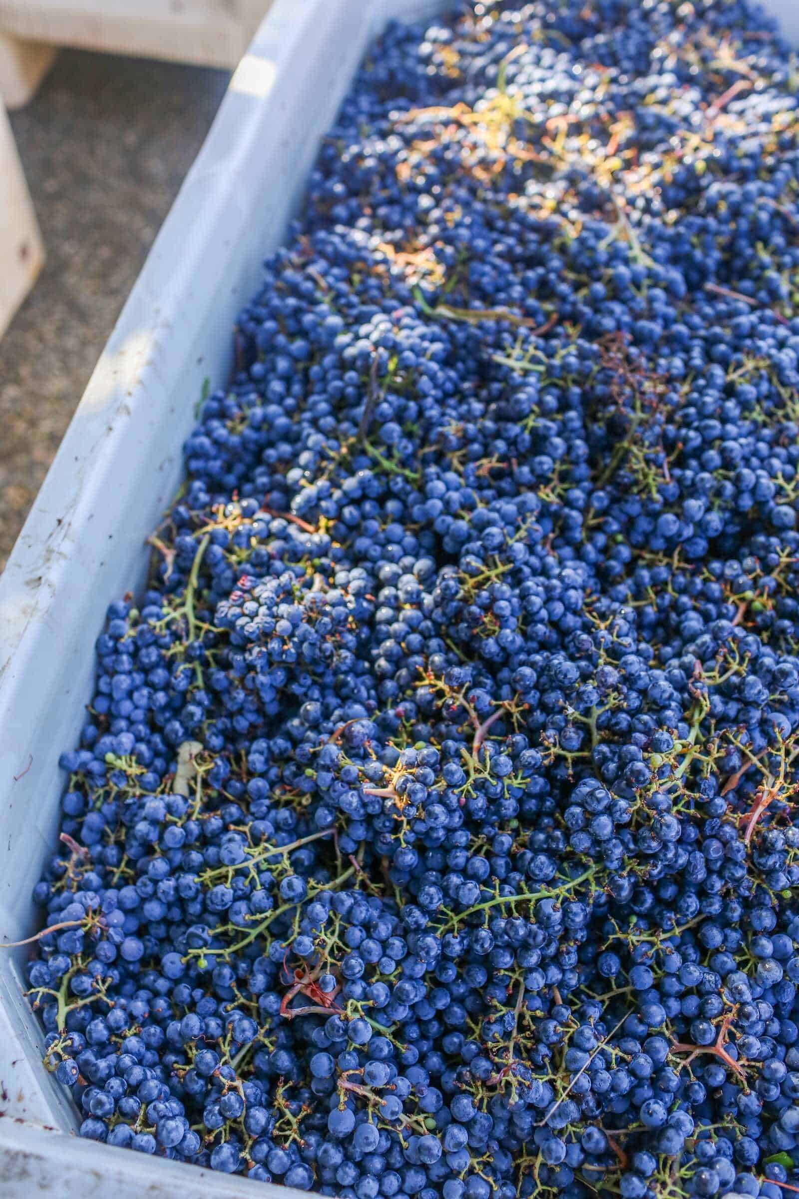 Fresh California grapes in a vineyard harvest for California Nomad.