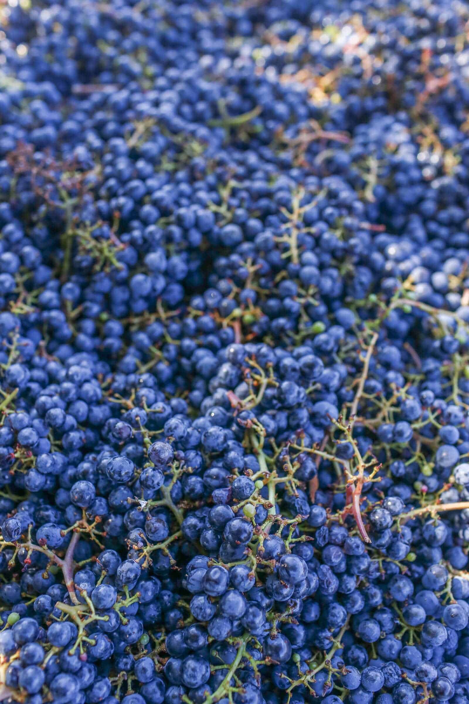 Vineyard with ripe dark blue grapes for wine production in California.