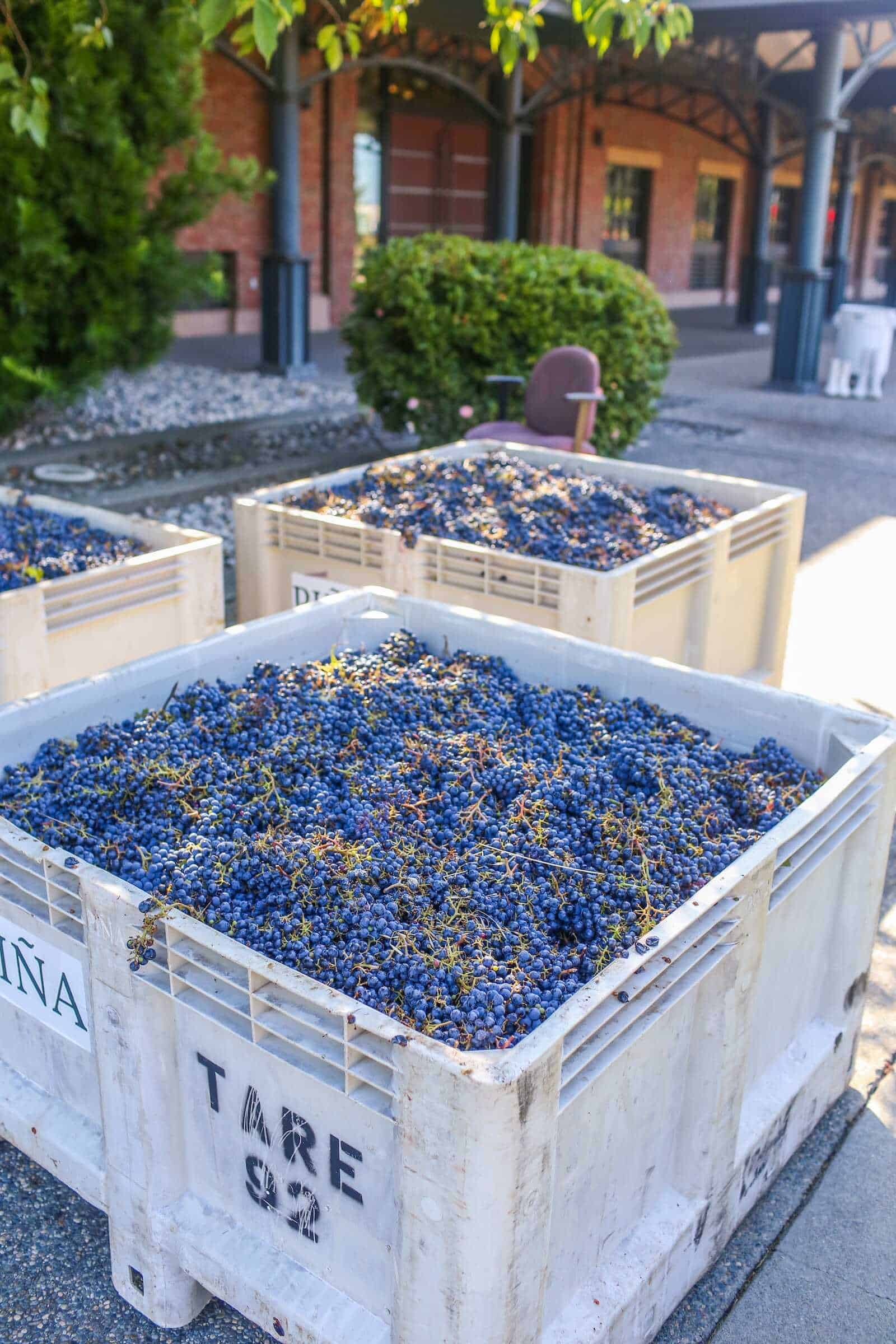 Crates of freshly harvested blue grapes outside a California winery, ready for winemaking, scenic vineyard landscape.
