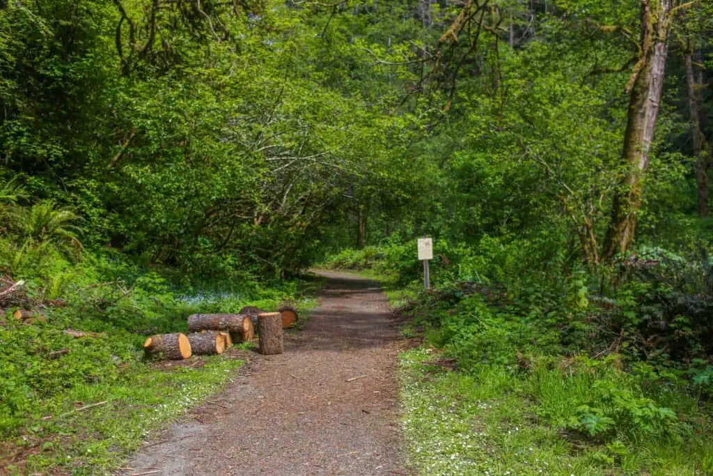 Peaceful forest path along the Fern Canyon Scenic Trail in Van Damme State Park near Fort Bragg.