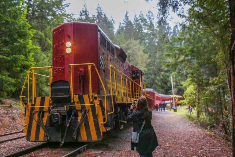 Guest photographing the Skunk Train Highball Express locomotive in the redwood forest.